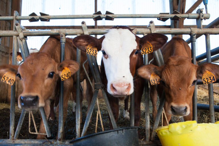 A factory for milking cows used to make Gruyere cheese in France