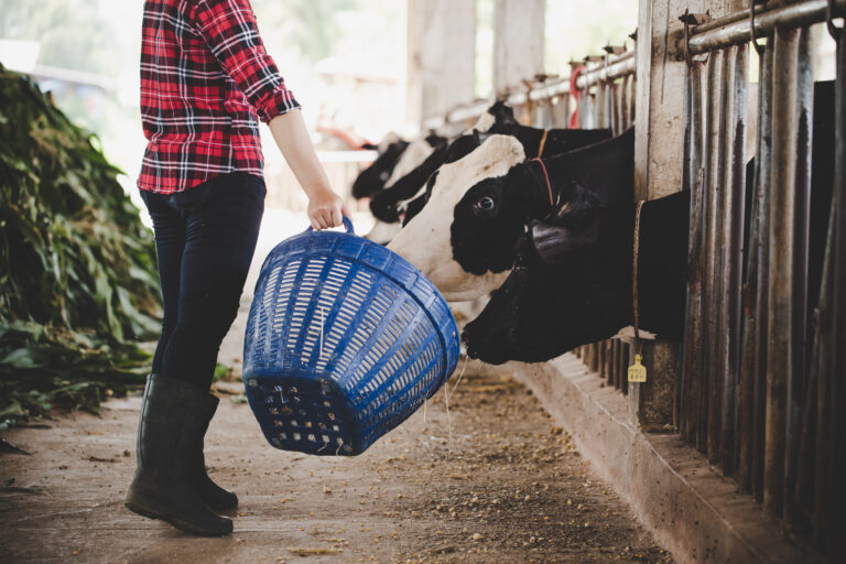 Farming, and animal husbandry concept, Beautiful asian woman or farmer with and cows in cowshed on dairy farm.
